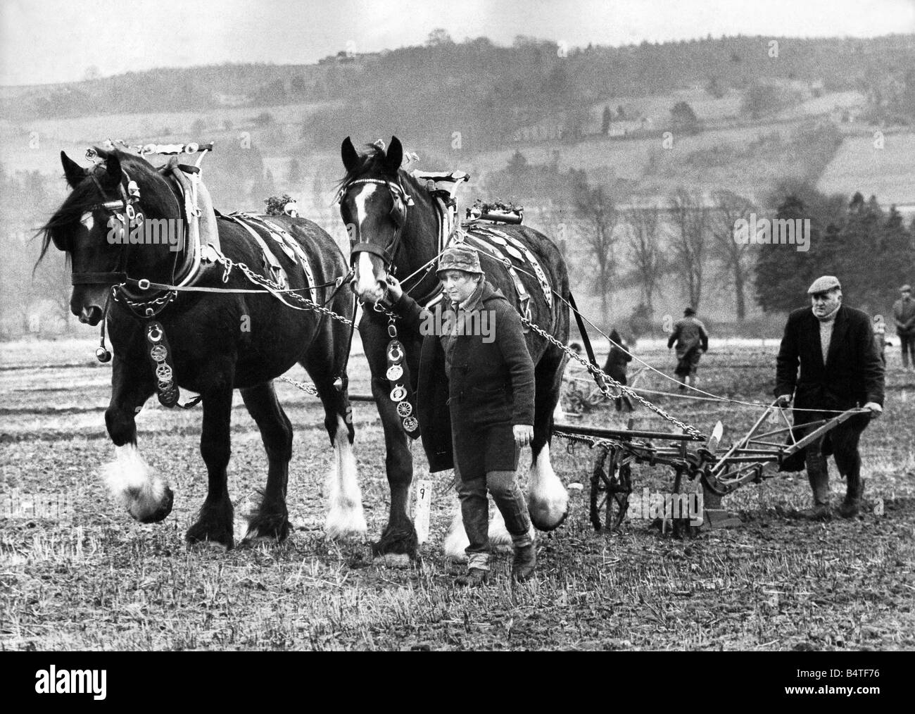 Zwei Shire Horses pflügen ein Feld in einem Wettbewerb im Jahr 1972 Stockfoto