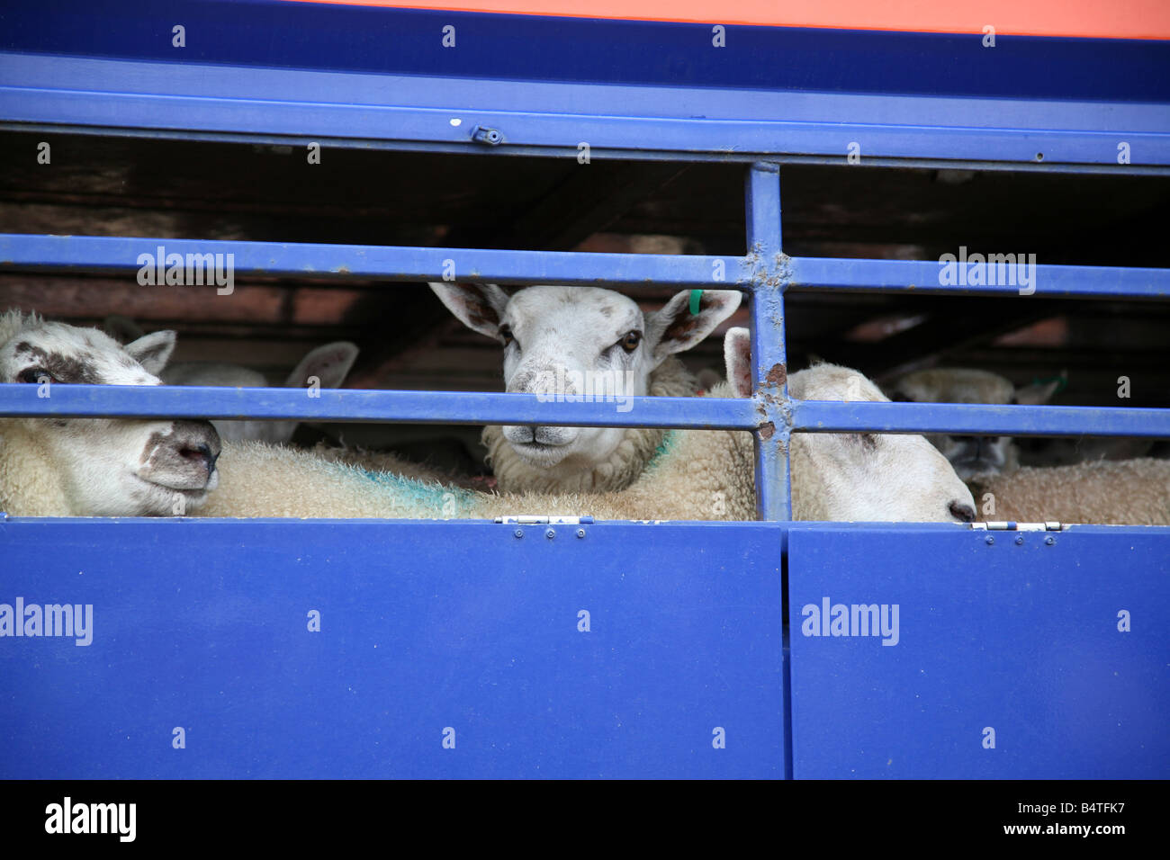 Schafe auf A LKW in Welshpool Markt Wales Stockfoto
