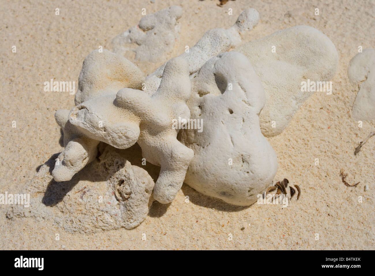 Tote Korallen am Strand auf Pulau Mamutik Tunku Abdul Rahman Nationalpark nr Kota Kinabalu Sabah Malaysia Stockfoto