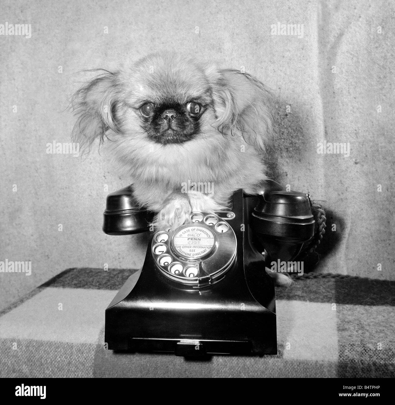 Tichy Tich der Pekinese Hund ausgewachsen ist und liegt bei knapp über 8 teinamerikas hoch Tich mit einem Telefon Februar 1961 Stockfoto