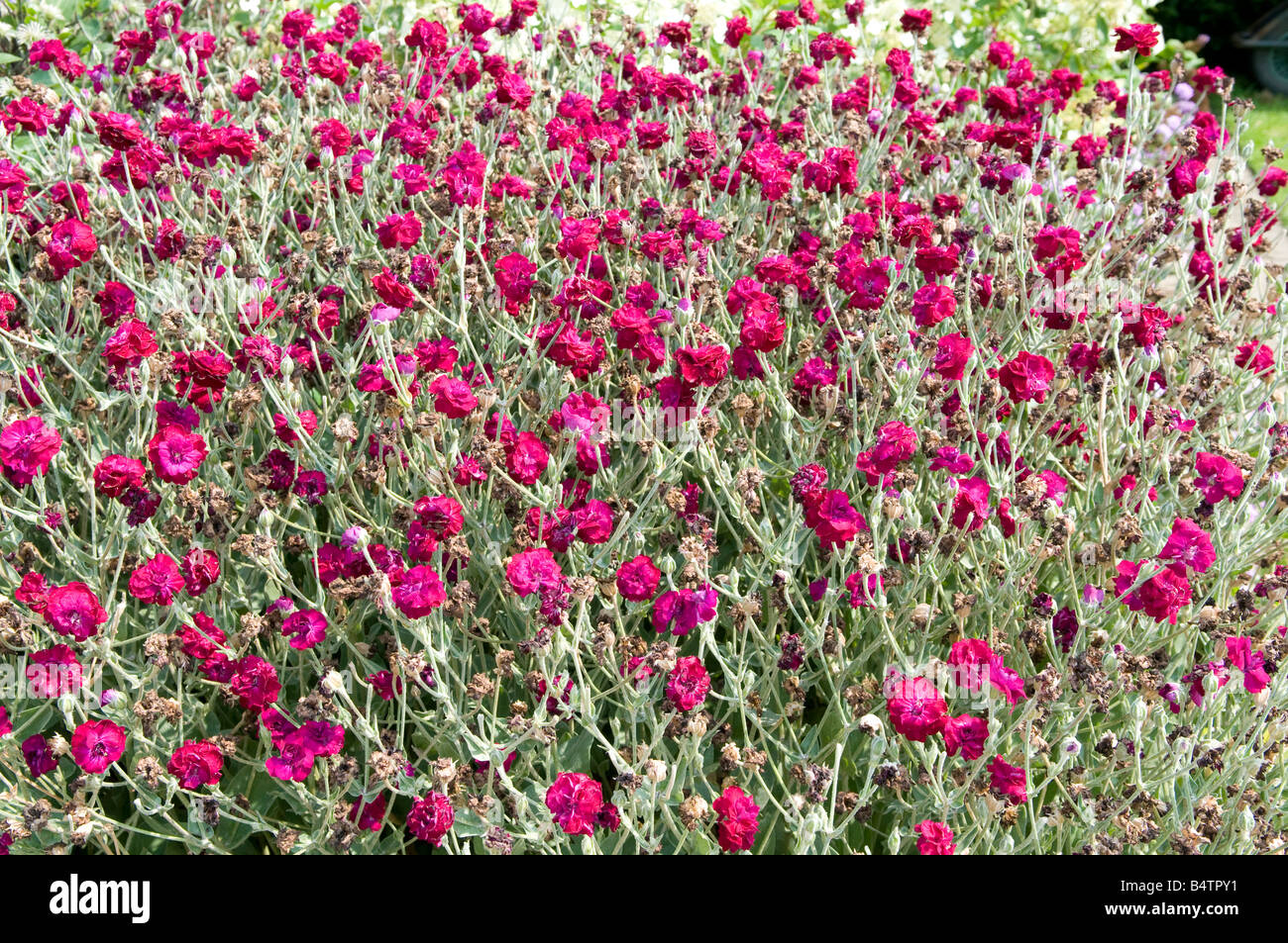 Lychnis Caryophyllaceae "Gärten Welt Blych" Stockfoto