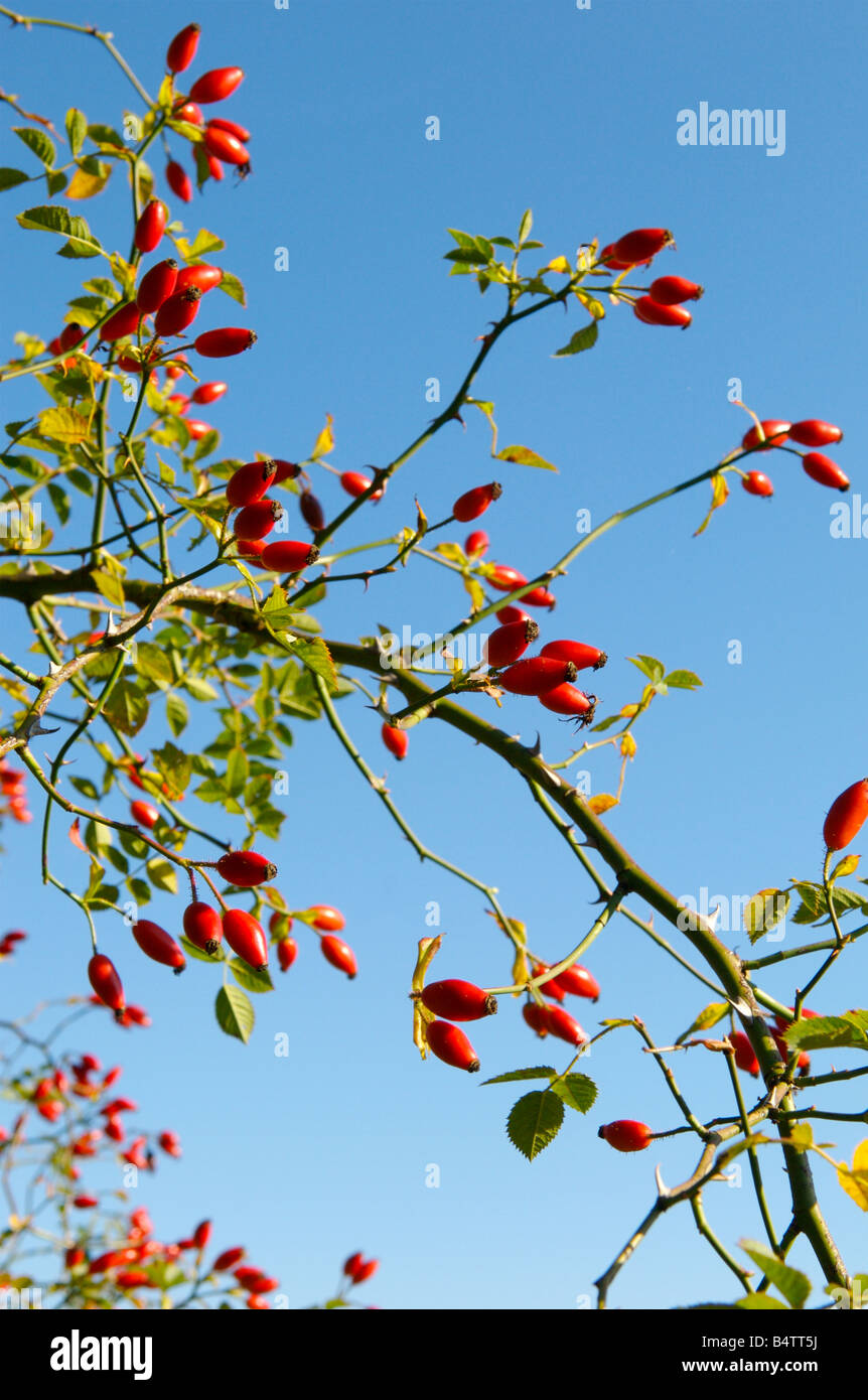 Hagebutten wachsen in Hampshire gegen ein strahlend blauer Himmel Stockfoto
