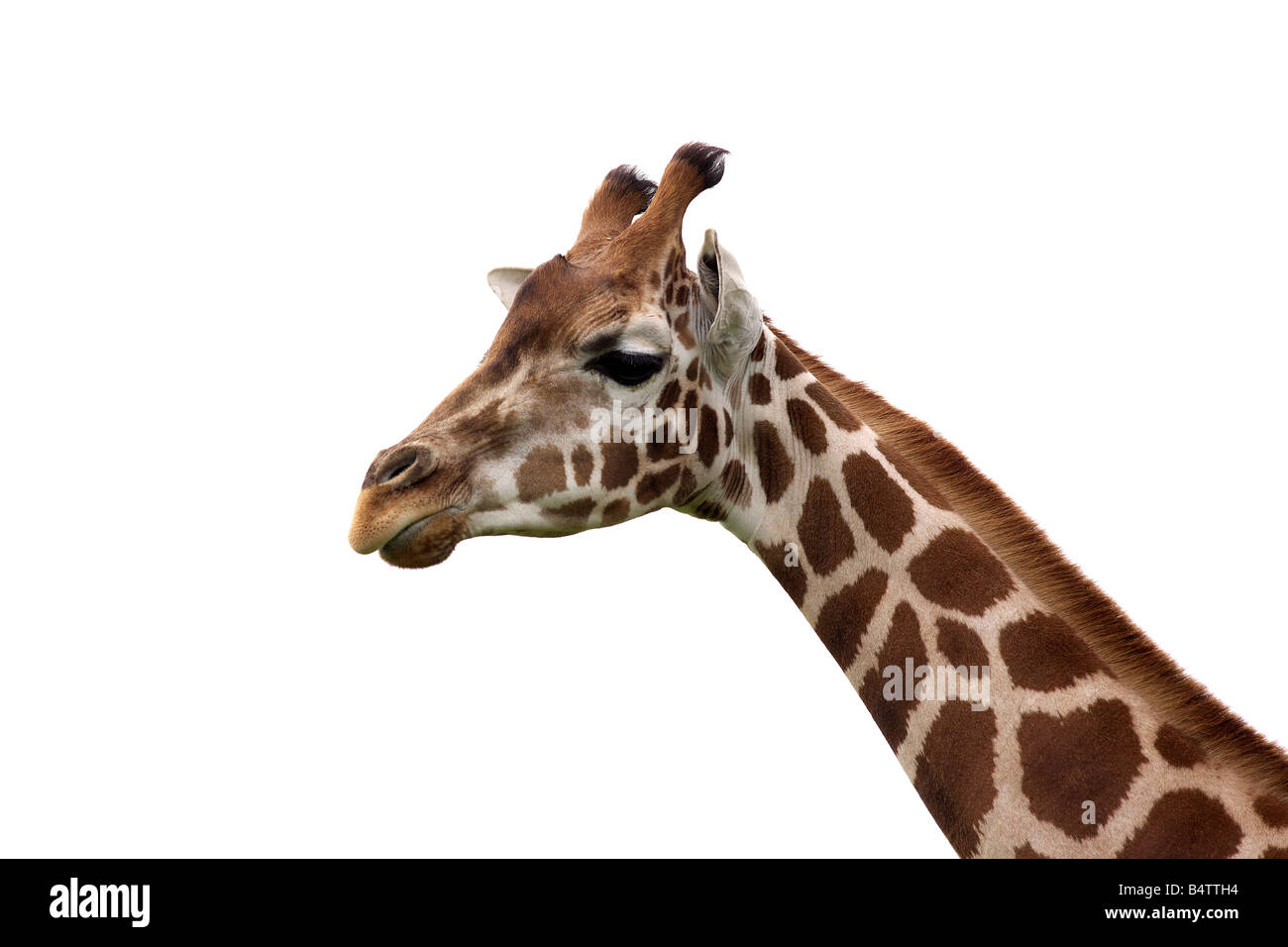 Porträt einer Rothschild-Giraffe aus dem Hintergrund veröffentlicht Stockfoto