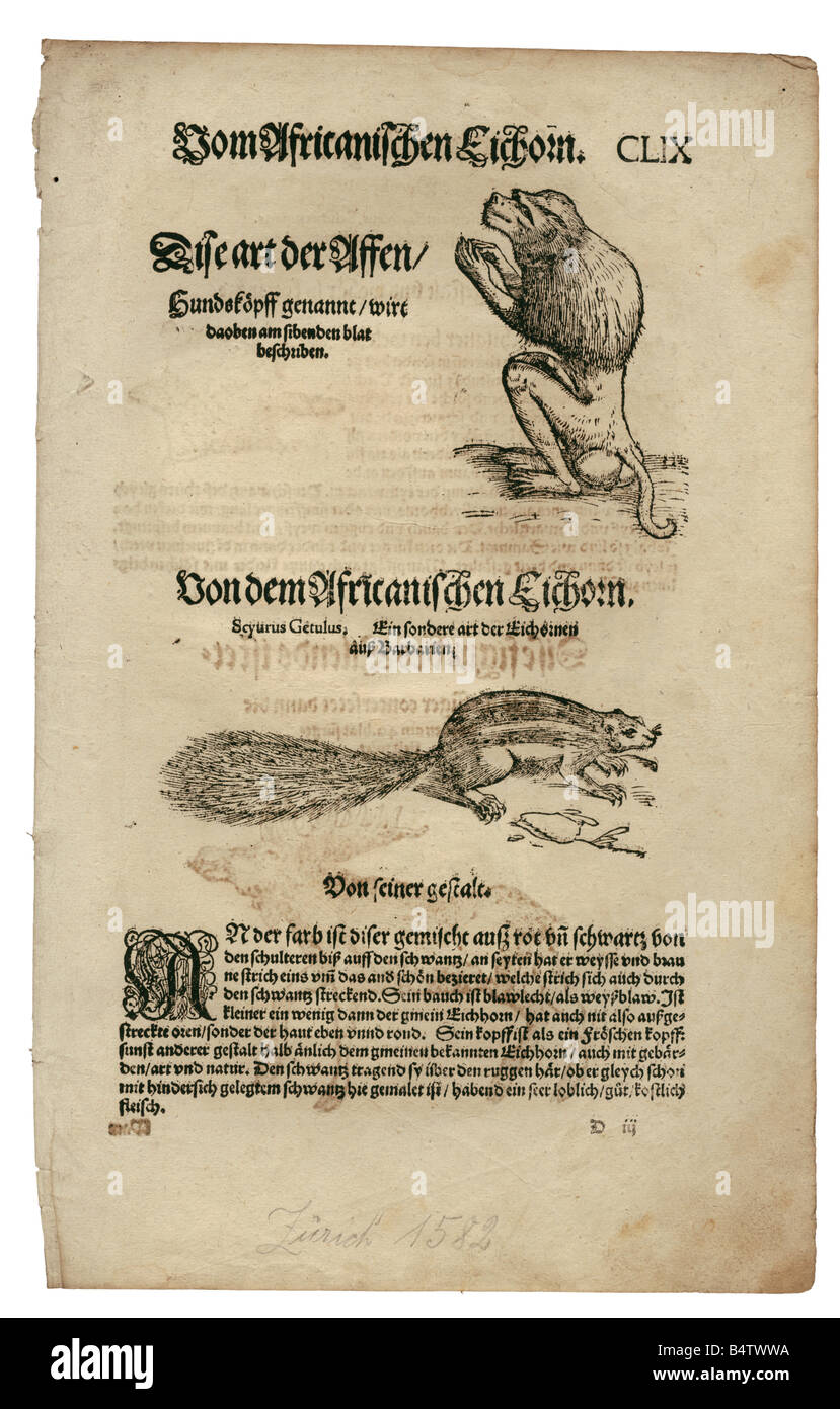 Zoologie/Tiere, Lehrbücher, "Historia animalium", von Conrad Gessner, Zürich, Schweiz, 1551 - 1558, oben: Pavian (Papio), unten: Barbar-Bodenhörnchen (Atlantoxerus getulus), Holzschnitt, Stockfoto