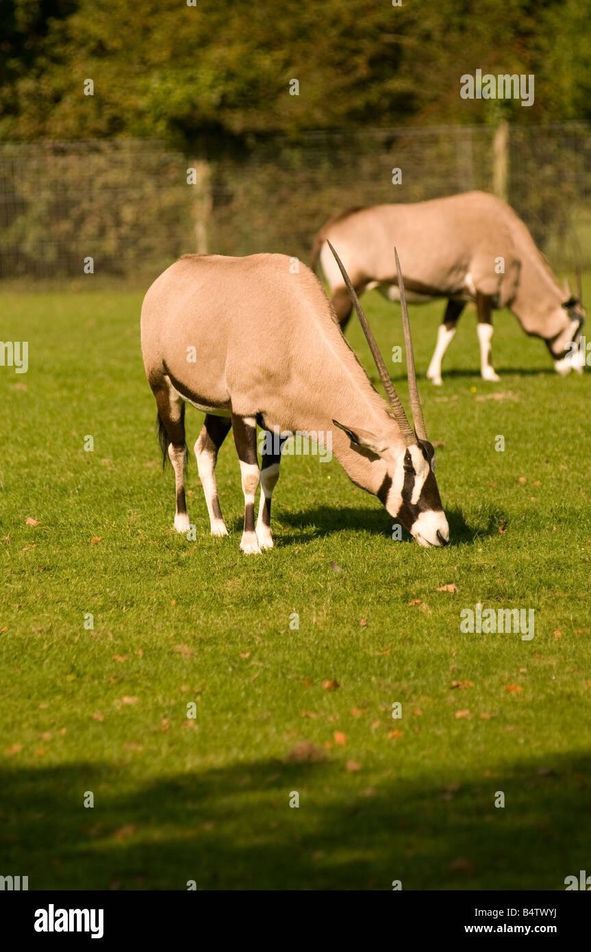 Scimitar horned Oryx-Antilopen grasen Stockfoto