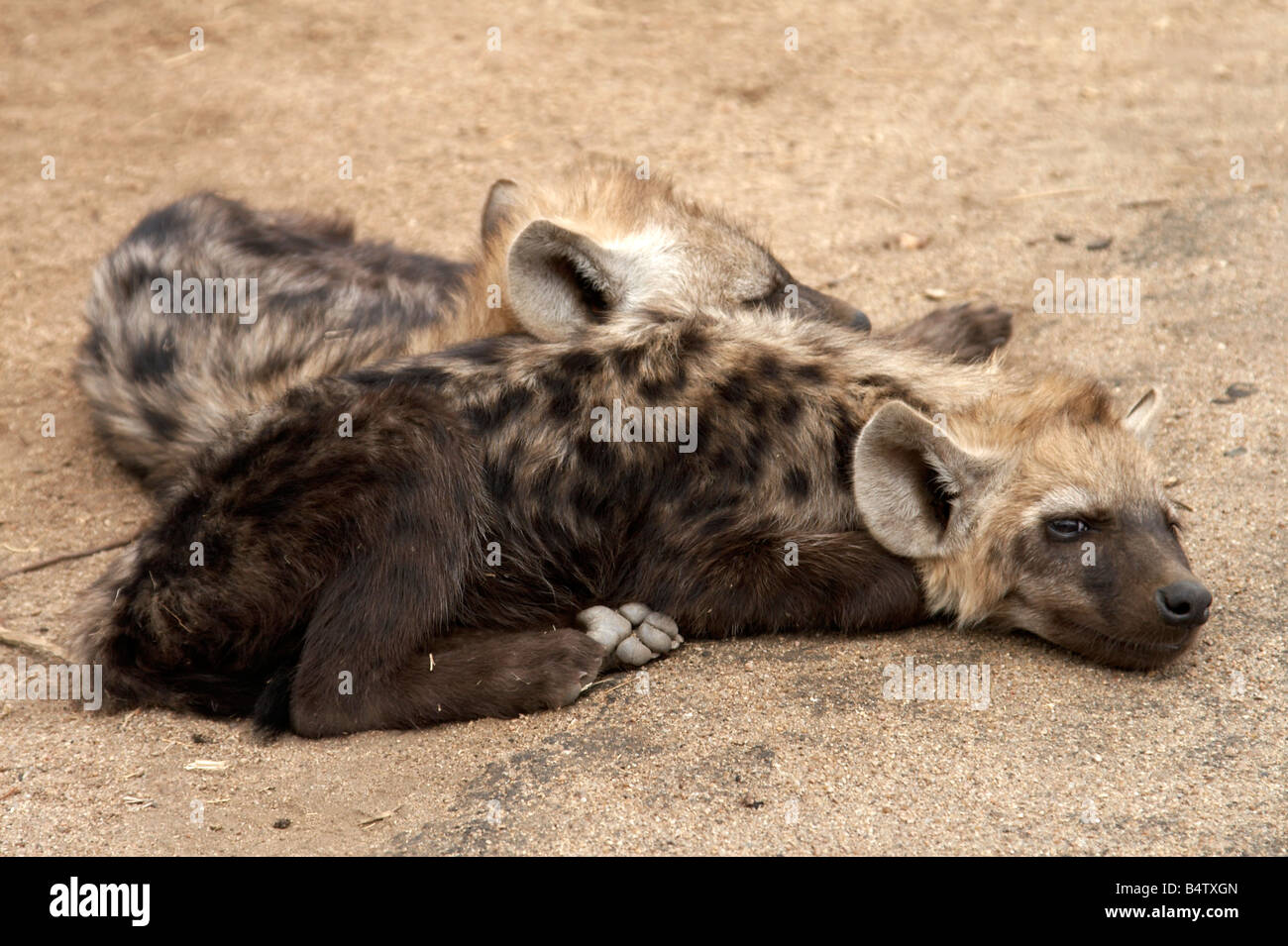 Gefleckte Hyäne Cubs (Crocuta Crocuta) im Kruger National Park, Südafrika Stockfoto
