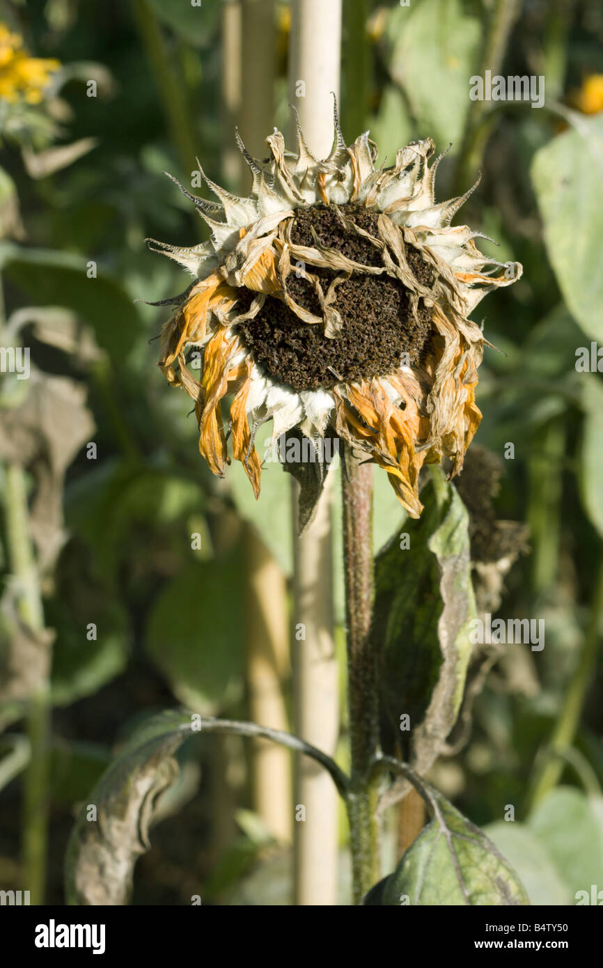 Vernichtenden Sonnenblume, Pflanzen sterben Stockfoto