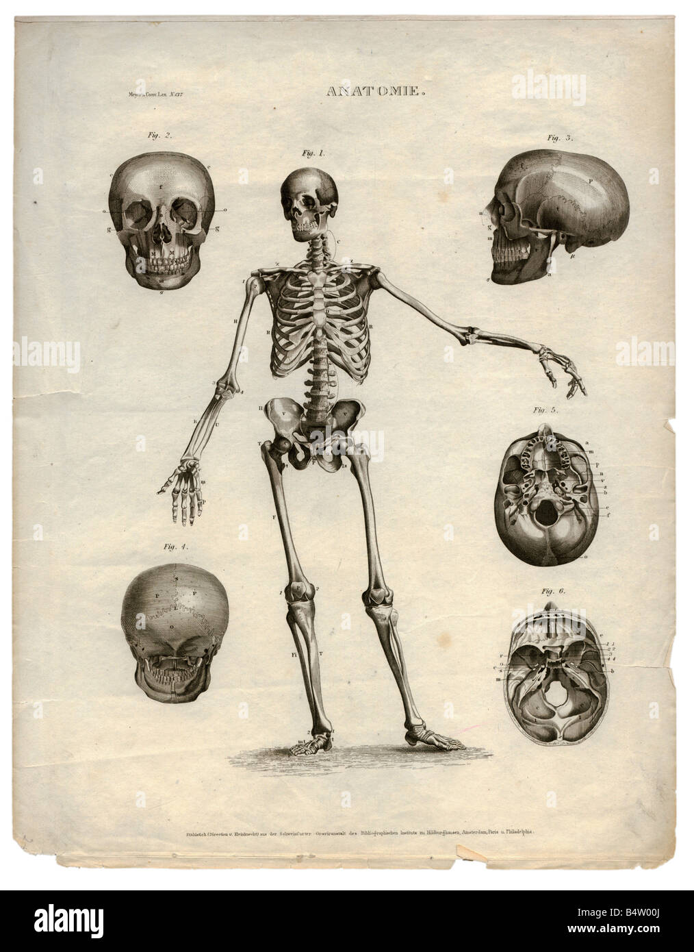 Medizin, Anatomie, Skelett/Knochen, Anatomie, Stahlgravur, Schweinfurt, Deutschland, zweite Hälfte des 19. Jahrhunderts, Stockfoto