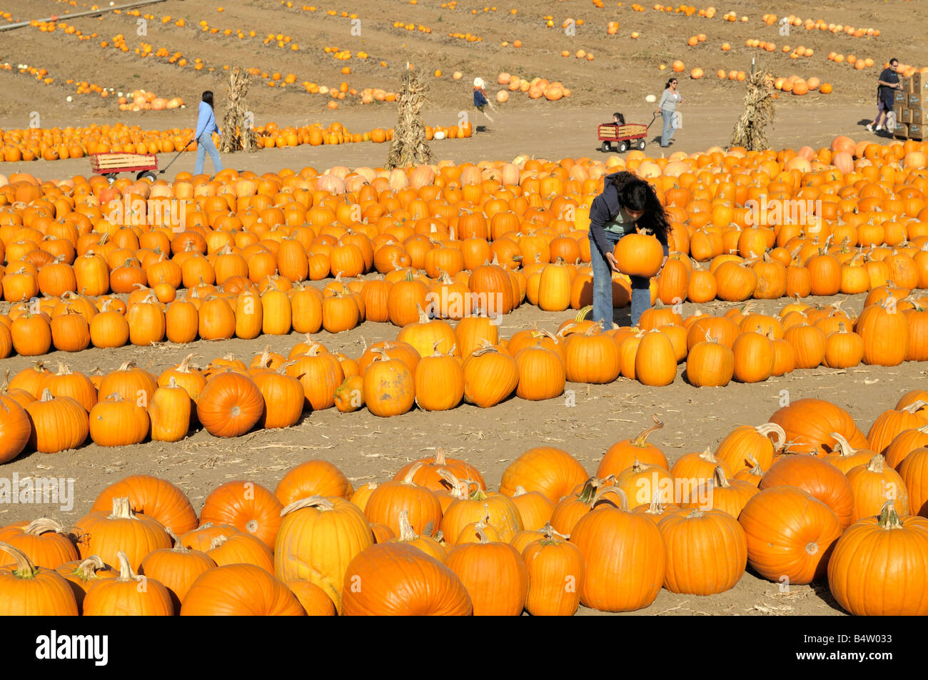 Wählen einen feinen Kürbis für Halloween Stockfoto