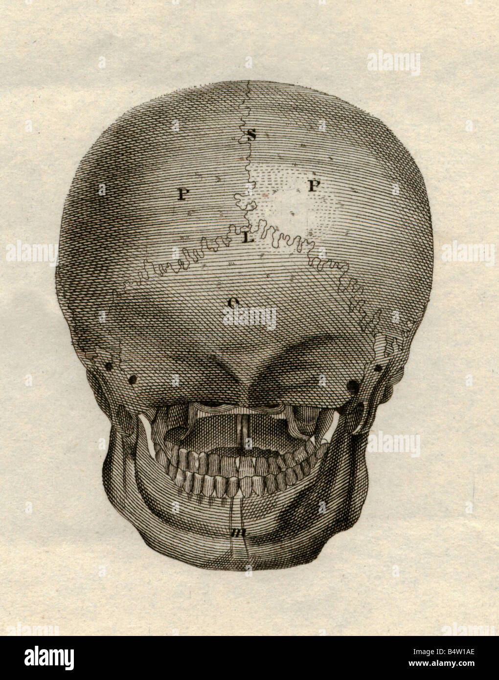 Medizin, Anatomie, Skelett/Knochen, Schädel, Rückansicht, Stahlgravur, Schweinfurt, Deutschland, zweite Hälfte des 19. Jahrhunderts, historisch, historisch, 2., Meyers Konversations-Lexikon, Konversationslexikon, hinten, Menschen, Stockfoto