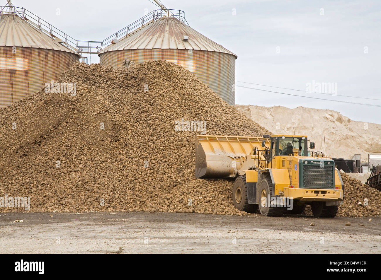 Zuckerrüben zur Zuckerfabrik Stockfoto