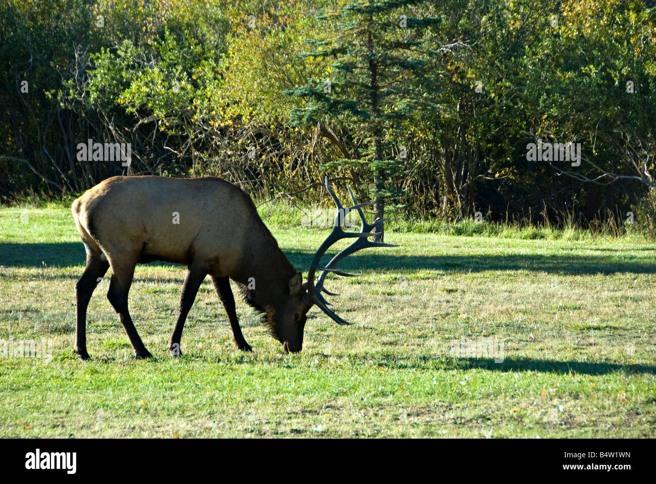 großen wilden Stier Elch mit Geweih Weiden auf grünen Rasen Stockfoto