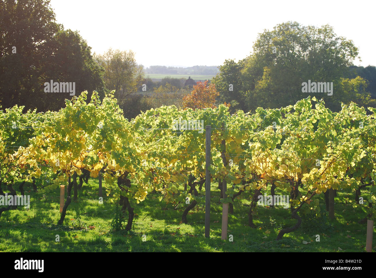 Reihen von Weinreben, Kapelle, Weingut, kleine Hythe Straße, Tenterden, Kent, Großbritannien Stockfoto