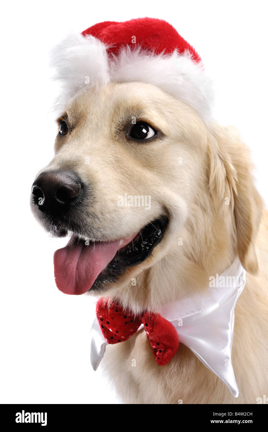 Süße Golden Retriever in Weihnachtsmütze Stockfoto Süße Golden Retriever in Weihnachtsmütze Stockfoto