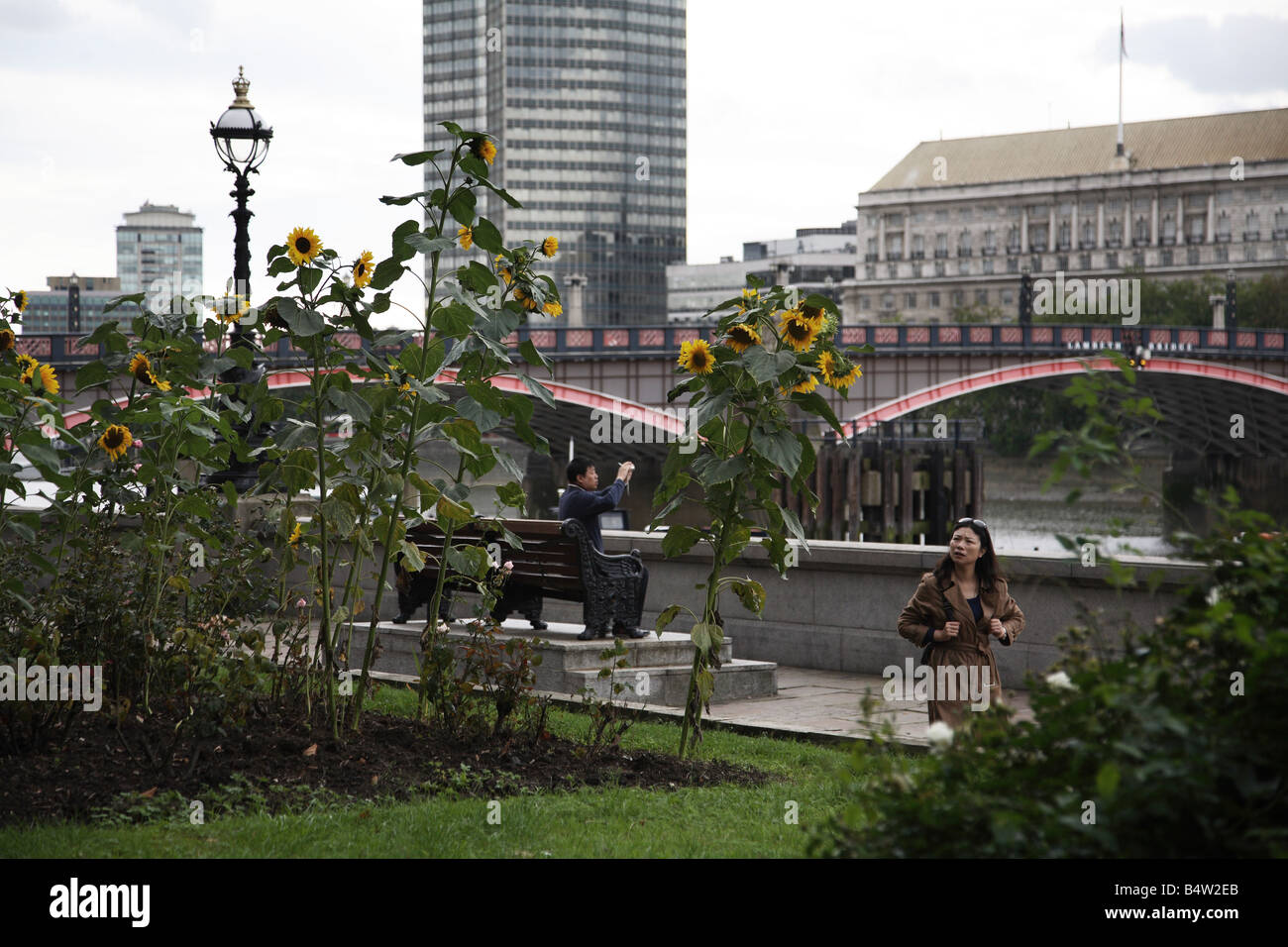 Guerilla gardening in London. Stockfoto