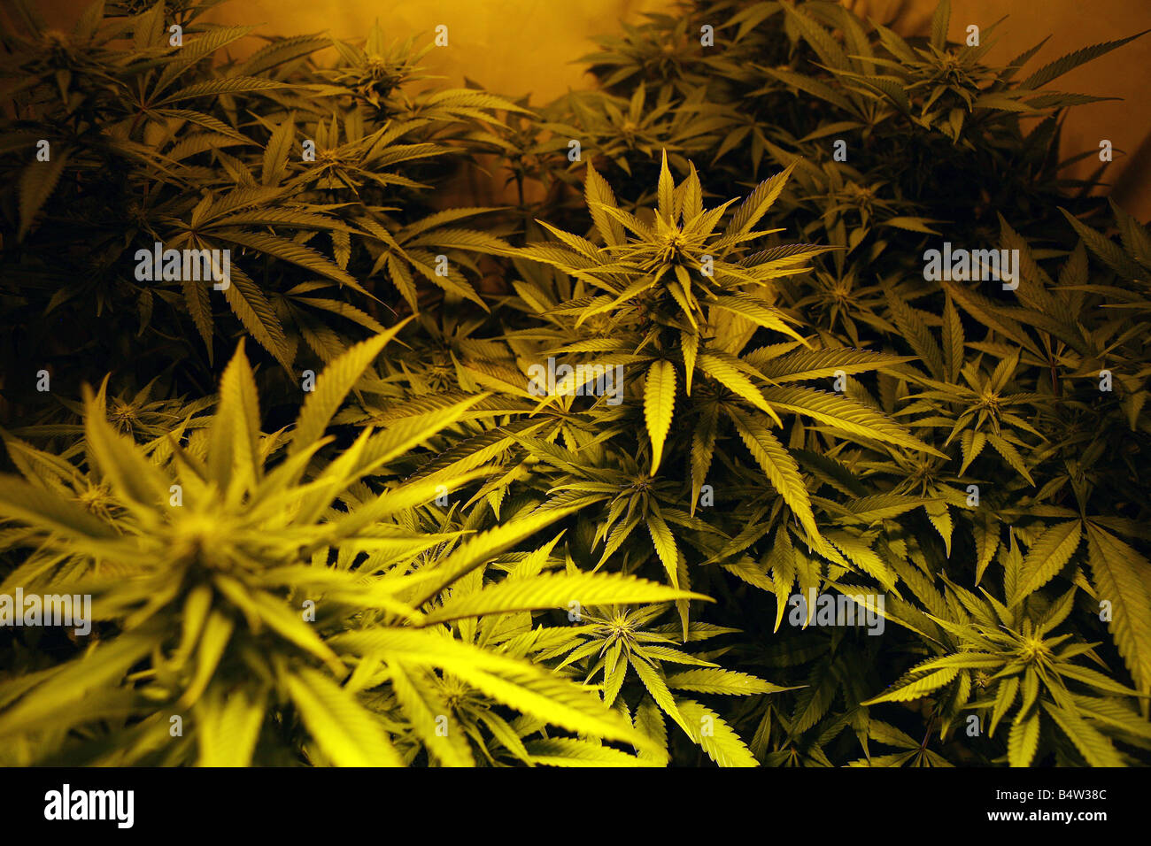 Teil einer Cannabis-Fabrik in Manchester bei Razzia gefunden Stockfoto