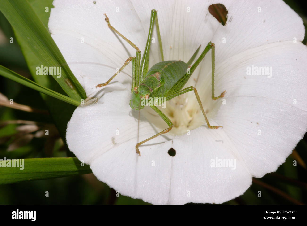 Speckled Bush Cricket Leptophyes Punctatissima Tettigoniidae weiblich auf Hecke Ackerwinde UK Stockfoto