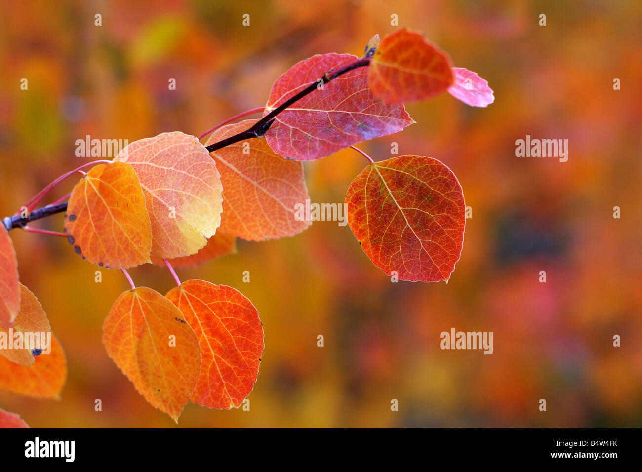 Eine rote, gelbe und orange Beben Aspen Stengelblätter im Herbst. Stockfoto