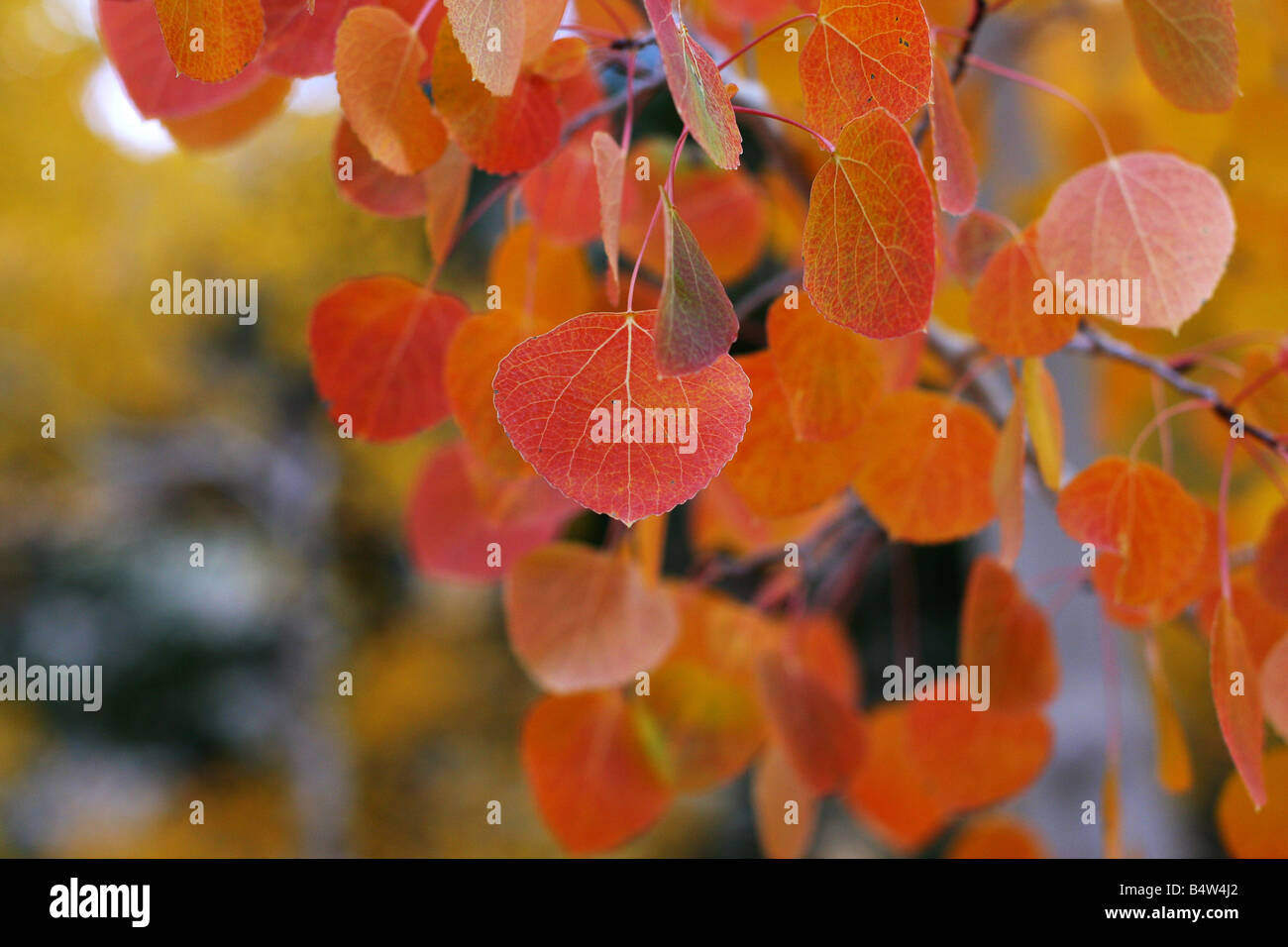 Nahaufnahme von einige brillante rote, gelbe und orange Beben Aspen Blätter im Herbst. Stockfoto