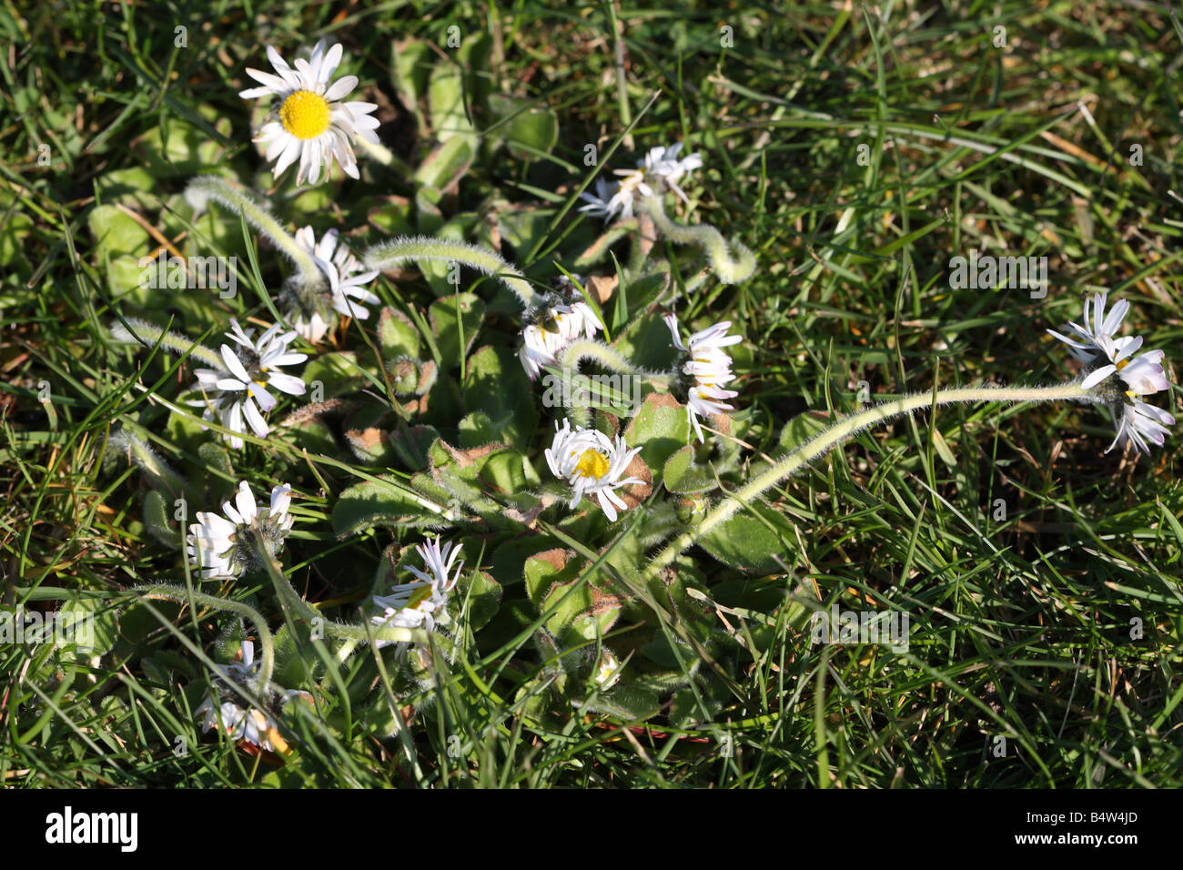 GÄNSEBLÜMCHEN IM RASEN NACH DER BEHANDLUNG MIT UNKRAUTVERNICHTUNGSMITTEL Stockfoto