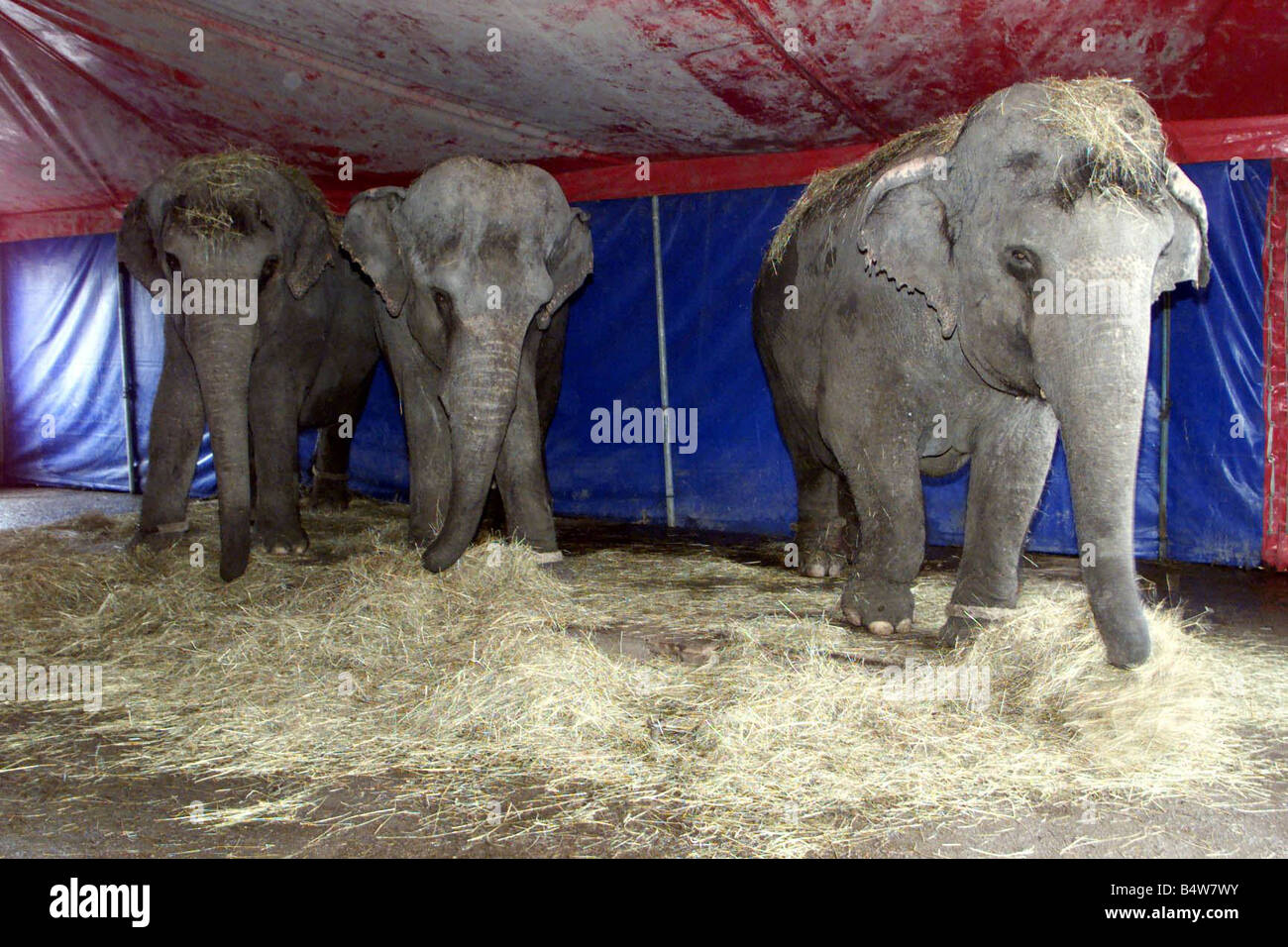 Ein Elefant Zugehörigkeit zu Dickie Chipperfield März 2000 derzeit auf Leihbasis zum deutschen Zirkus Barelli s zeigt Bein Kette in abendliche Bedingungen in den Elefanten beengten Unterkunft Stockfoto
