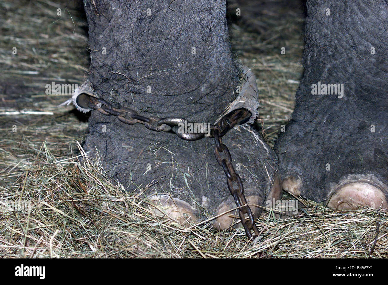 EIN ELEFANT MÄRZ 2000 ZUGEHÖRIGKEIT CHIPPERFIELD CIRCUS DERZEIT AUF LEIHBASIS ZUM DEUTSCHEN ZIRKUS BARELLI S IN BEENGTEN UNTERKUNFT ZEIGT BEIN KETTEN Stockfoto
