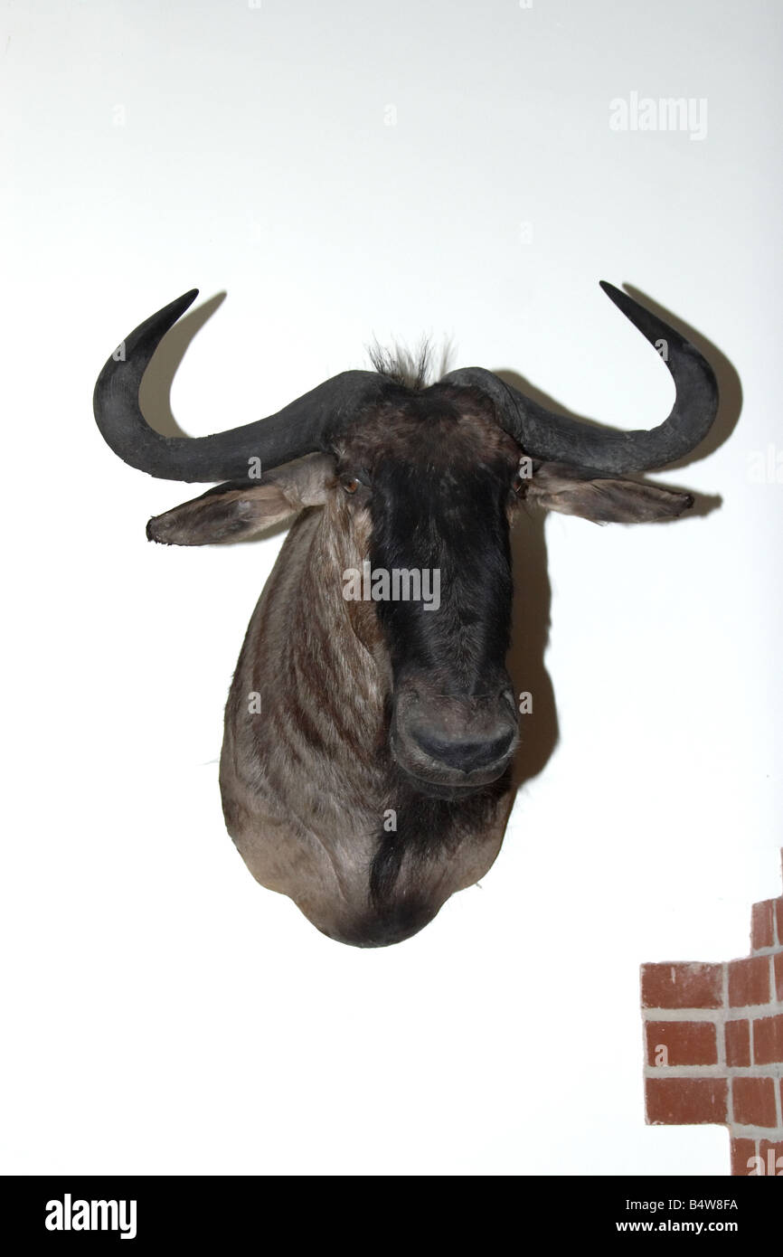 Verstopft Schuss wilden Spiel Trophäe Bison Kopf hängend in einem Privathaus Hampshire England UK Stockfoto