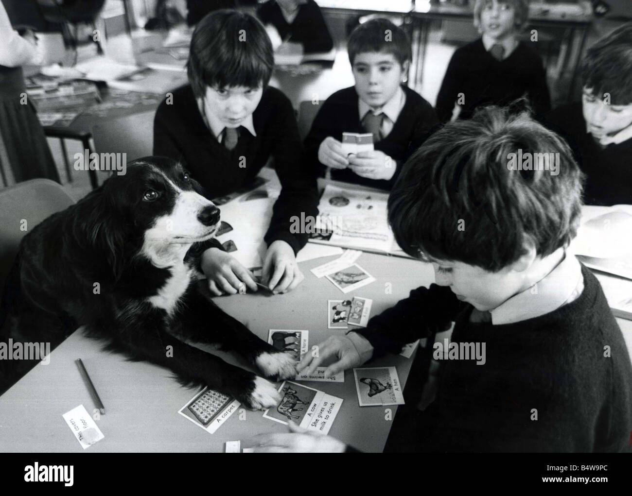 Jim der Hirtenhund besucht Klasse an der David Lewis-Schule in der Nähe von Alderley Edge Cheshire Februar 1981 Tier spielen mit Flash-Karten und Kinder der 1980er Jahre tierischen Spaß Humor Hunde Mirrorpix Stockfoto