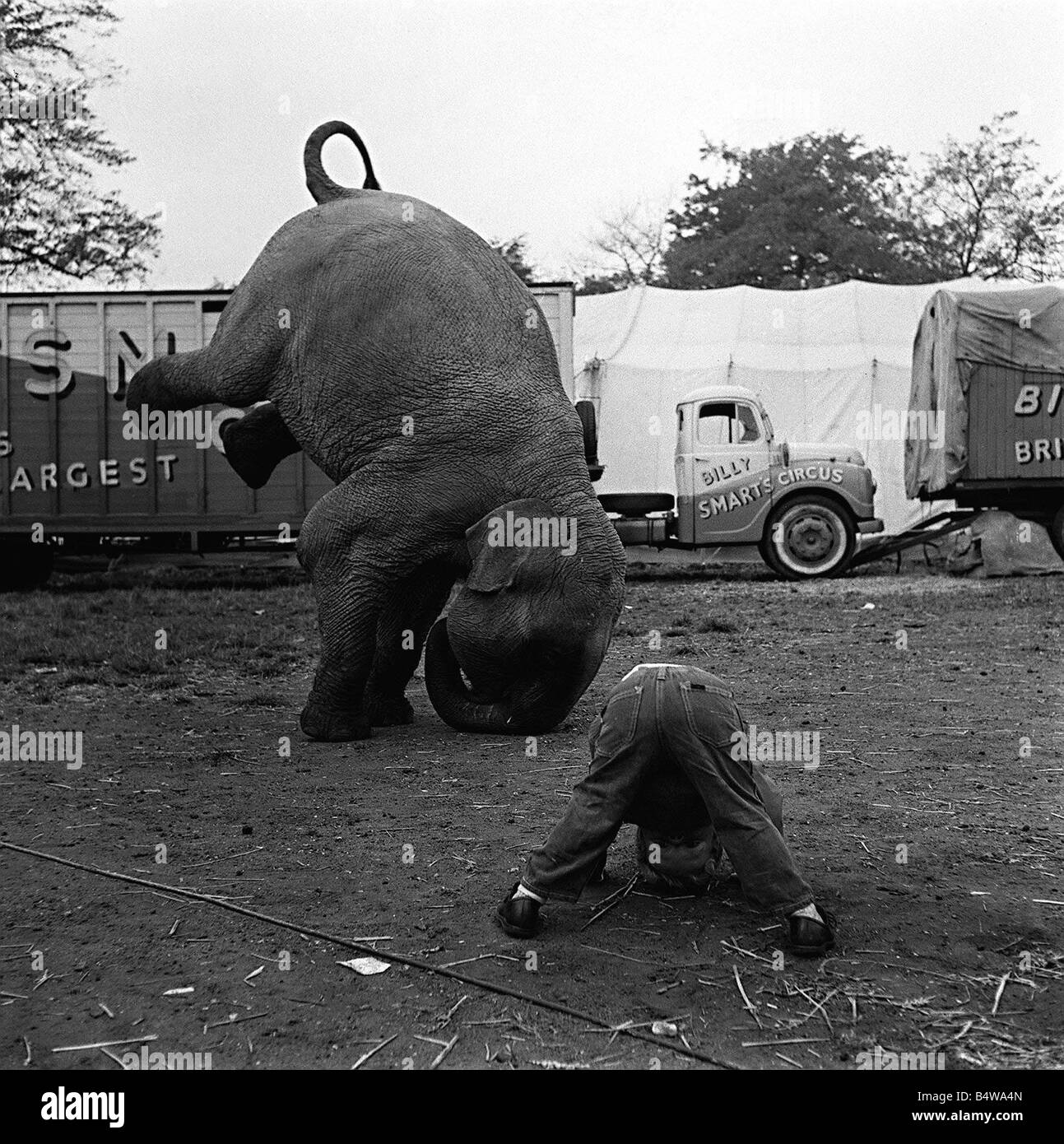 Elefanten bei einem Zirkus Tier-Humor Stockfoto