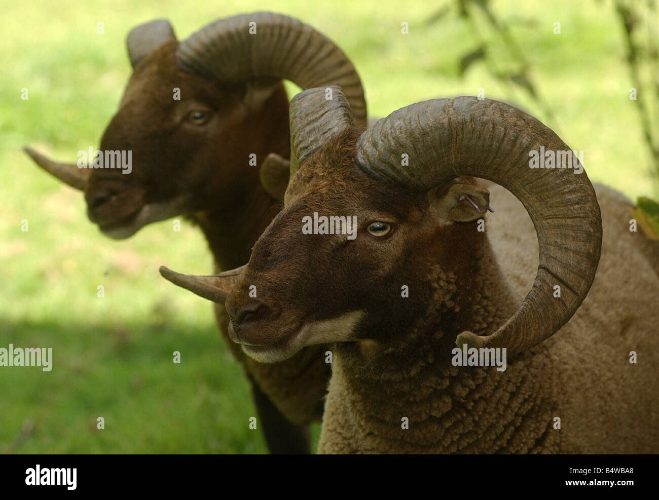 Nationalen seltene Rassen Woche Castlemilk Moorit Schaf Hillcrest Farm Berkswell Warwickshire zwei 28. Juli 2003 rammt Stockfoto