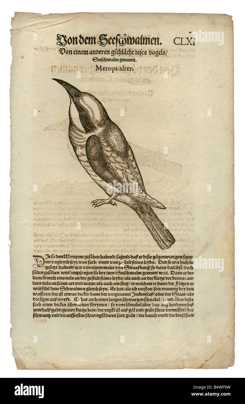 Zoologie/Tiere, Lehrbücher, "Historia animalium", von Conrad Gessner, Zürich, Schweiz, 1551 - 1558, Biene-eater (Merops), Holzschnitt, Stockfoto
