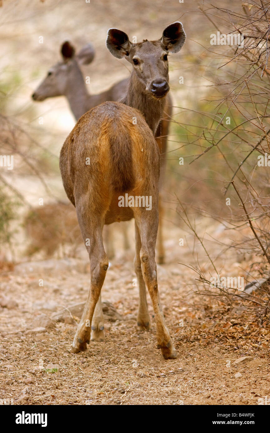 Sambar Deer Ranthambore Tiger Warnung betrachten zu reservieren. (Cervus Unicolor) Stockfoto