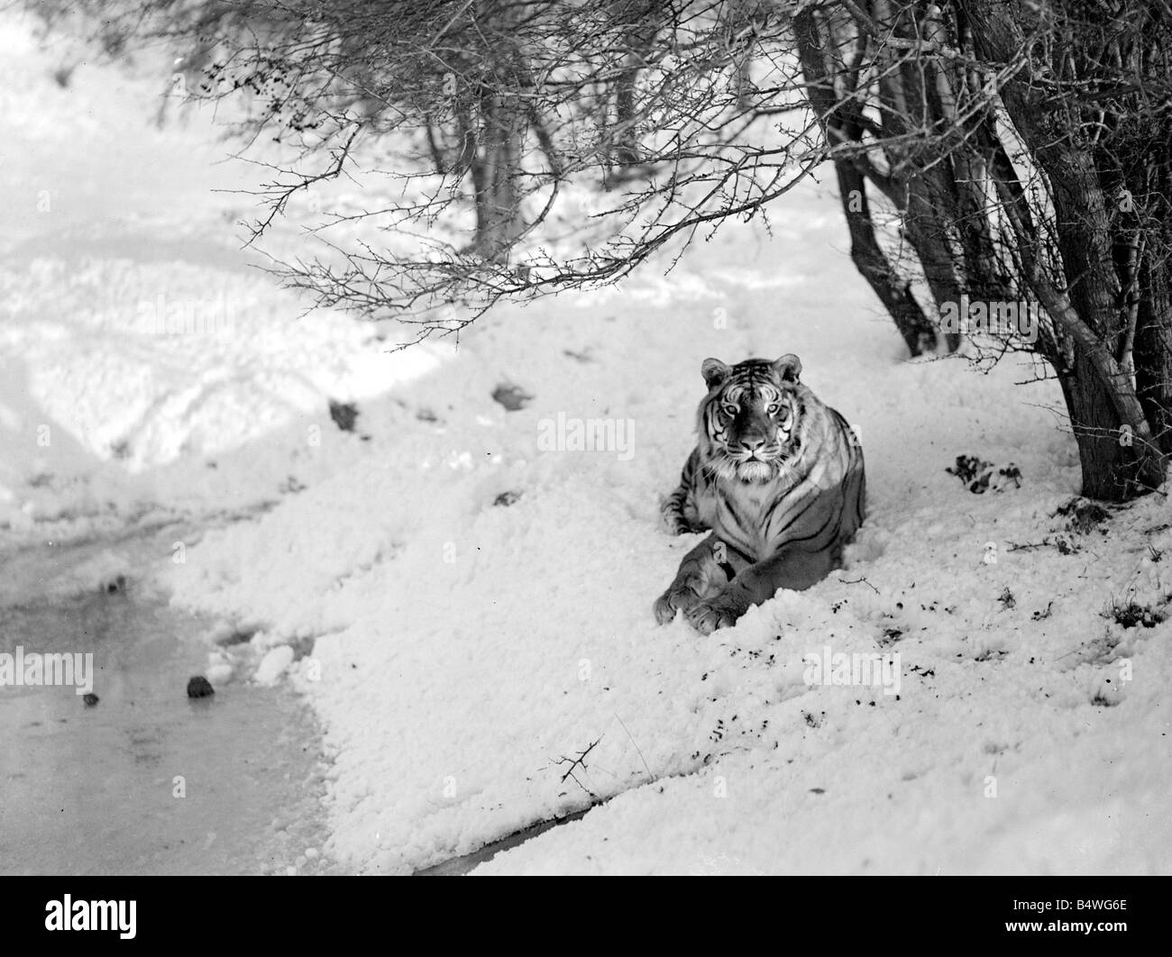 Tiger im Zoo von Whipsade inspizieren ihre Gehäuse nach einem Schnee Dusche. &#13; &#10; Dezember 1952 &#13; &#10; Neg No C5921 Stockfoto