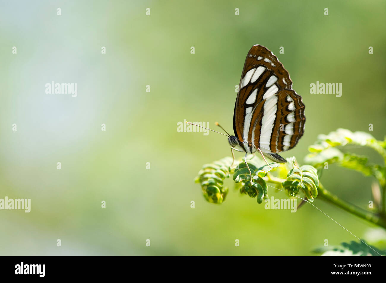 Neptis Hylas. Gemeinsamen Sailor Schmetterling in der indischen Landschaft. Andhra Pradesh, Indien Stockfoto