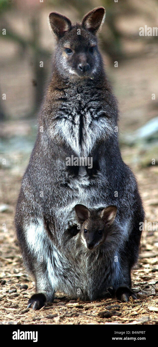 Ein Neuankömmling im Naturzentrum in Birmingham noch lassen Sie ihre Mutter s pouch dieses Baby-Wallaby braucht ein Joey umsehen Stockfoto