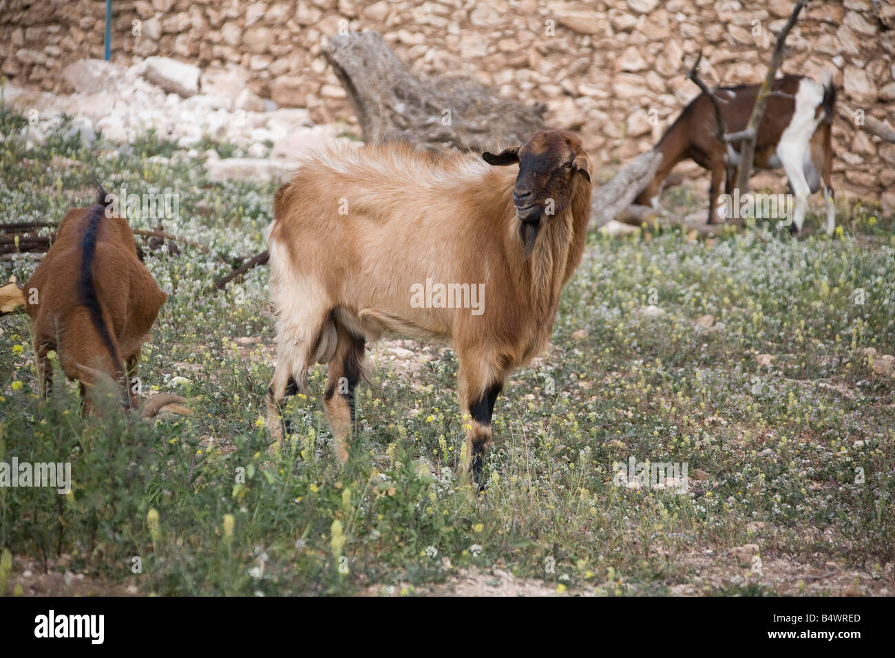 Billy Goat roaming in marokkanischen Farm. Horizontale 80865 Morocco-Ziege Stockfoto