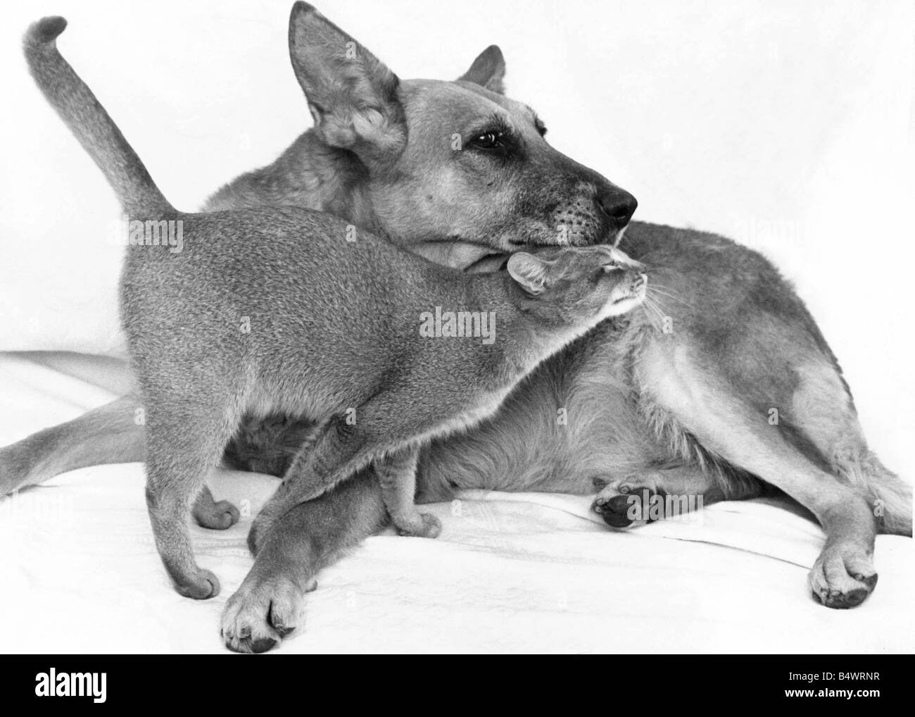 Roxy die Katze führt einen Hund s Leben dank ihrer angenommenen Mutter Saba der Deutsche Schäferhund Stockfoto