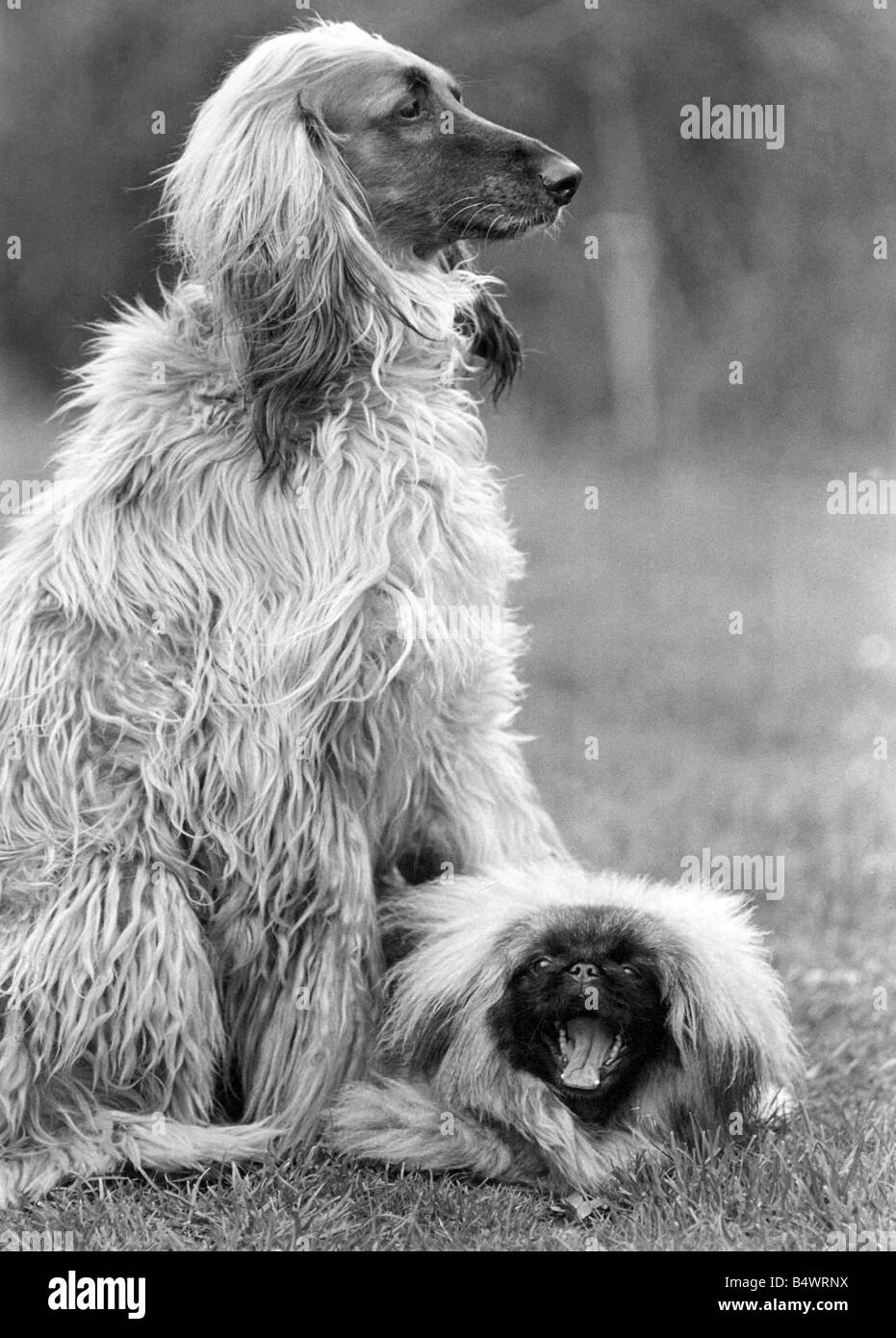 Die ungeraden Paare ein Afghanischer Windhund und ein Pekingese Stockfoto