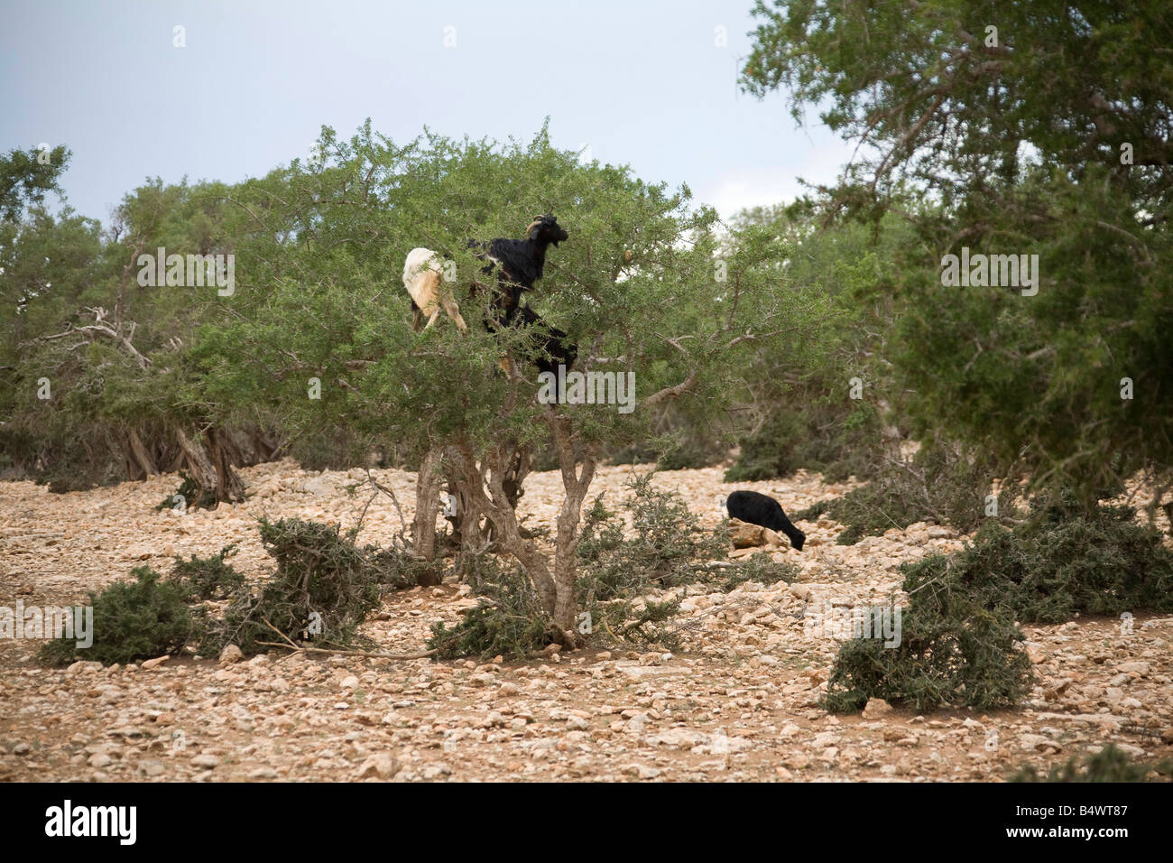 Afrikanische Ziegen auf Argania Bäume im Feld in der Nähe von Marrakesch Marokko. Horizontale. 81057 Morocco-Ziegen Stockfoto