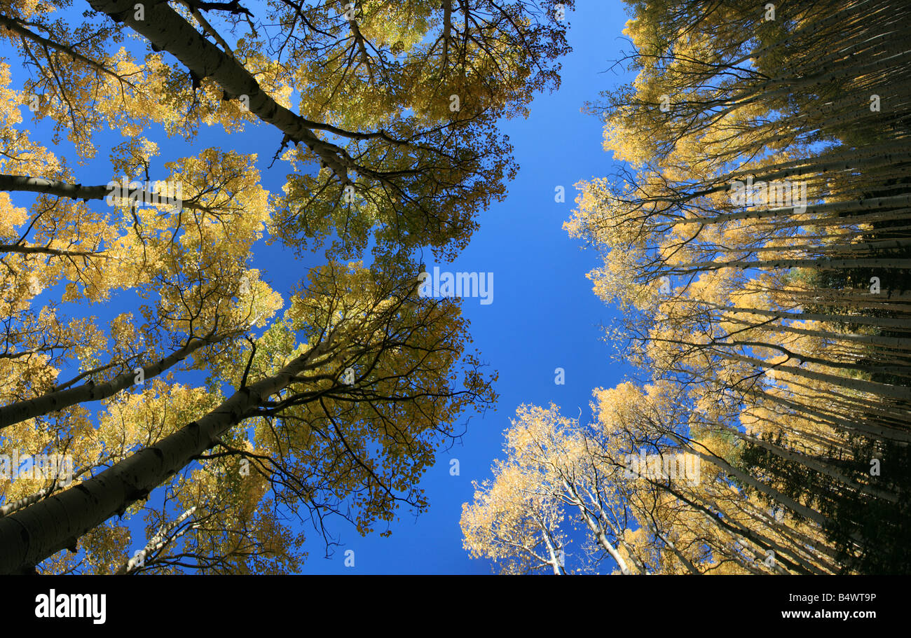 weiten Blick bis in Espe Populus Tremuloides Hain im Herbst mit gelben Blätter vor blauem Himmel Stockfoto
