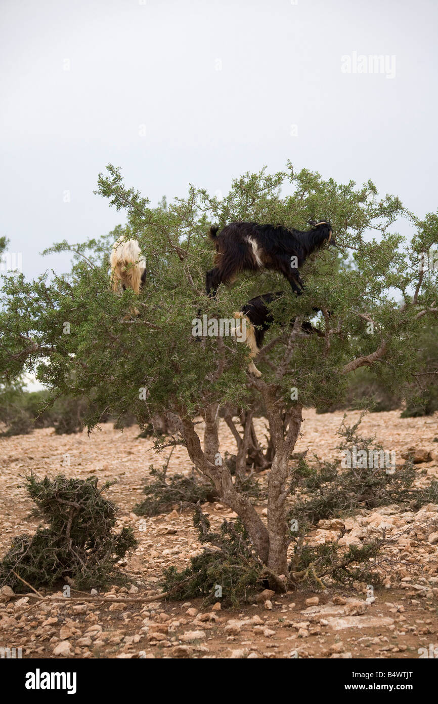 Afrikanische Ziegen auf Argania Bäume im Feld in der Nähe von Marrakesch Marokko. Vertikale. 81065 Morocco-Ziegen Stockfoto