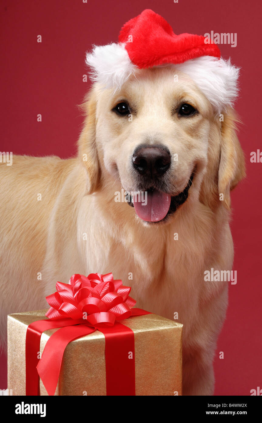 Golden Retriever Stockfoto Golden Retriever Stockfoto