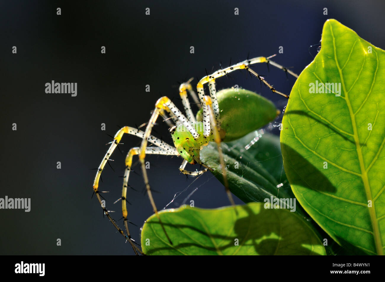 Nahaufnahme von einem grünen Lynx Spider (Peucetia viridans) Stockfoto