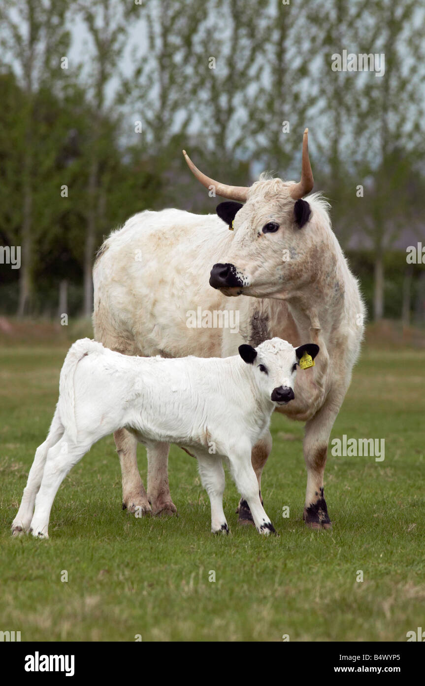 White park cattle -Fotos und -Bildmaterial in hoher Auflösung – Alamy