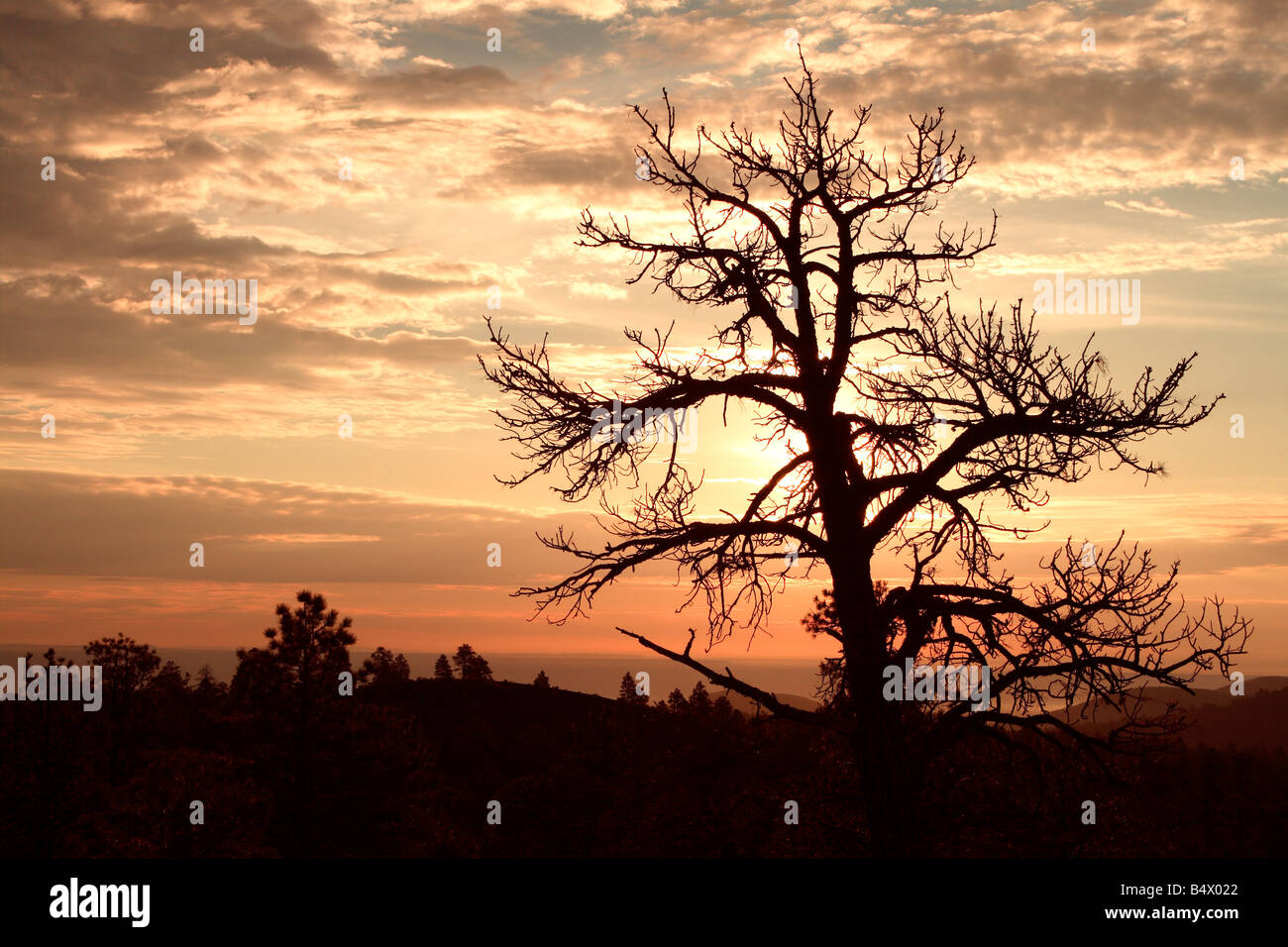 Silhouette Baum Sunset Crater, Flagstaff, Arizona USA Stockfoto