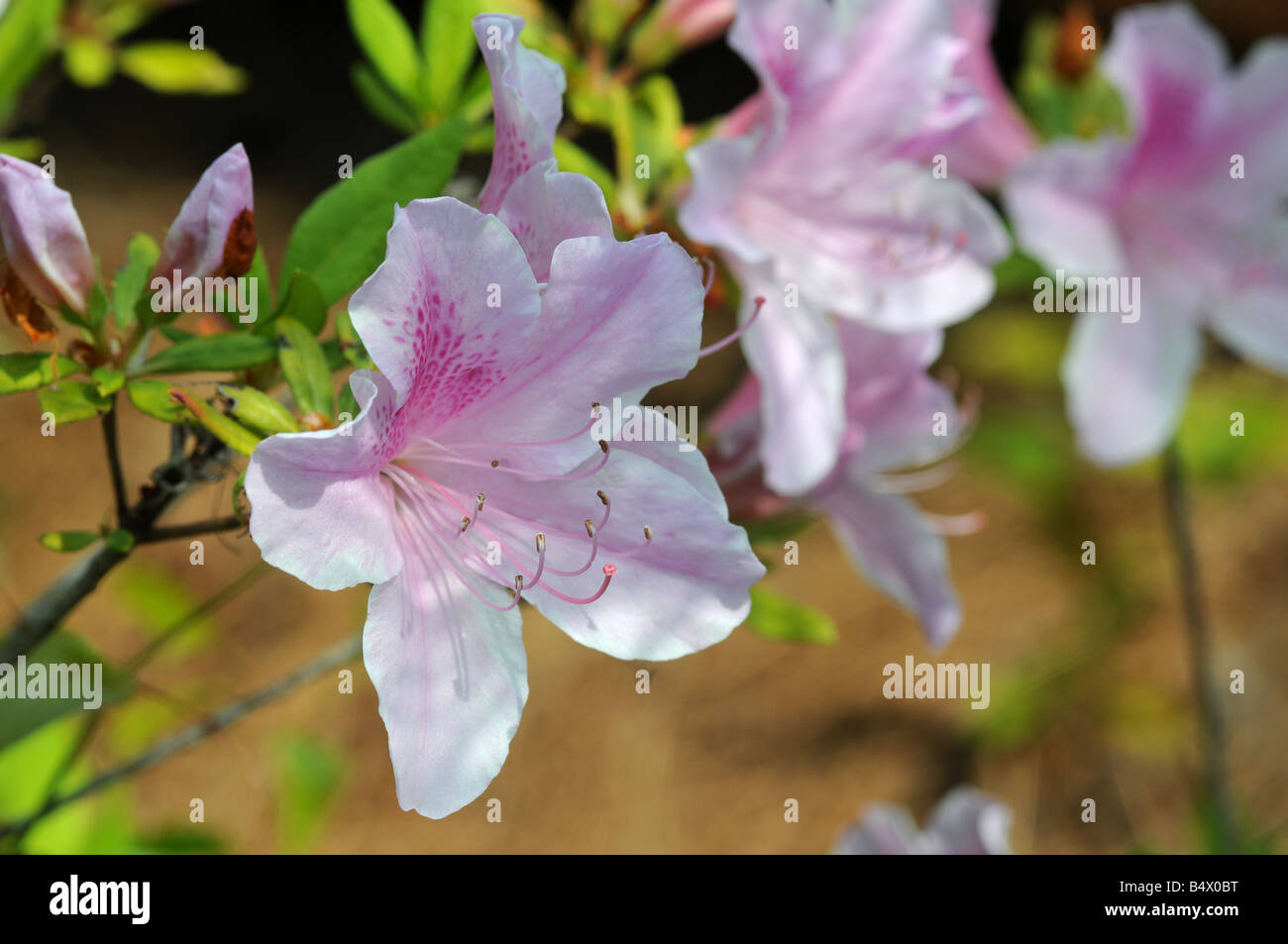 Rosa Blumen-Ohio Stockfoto