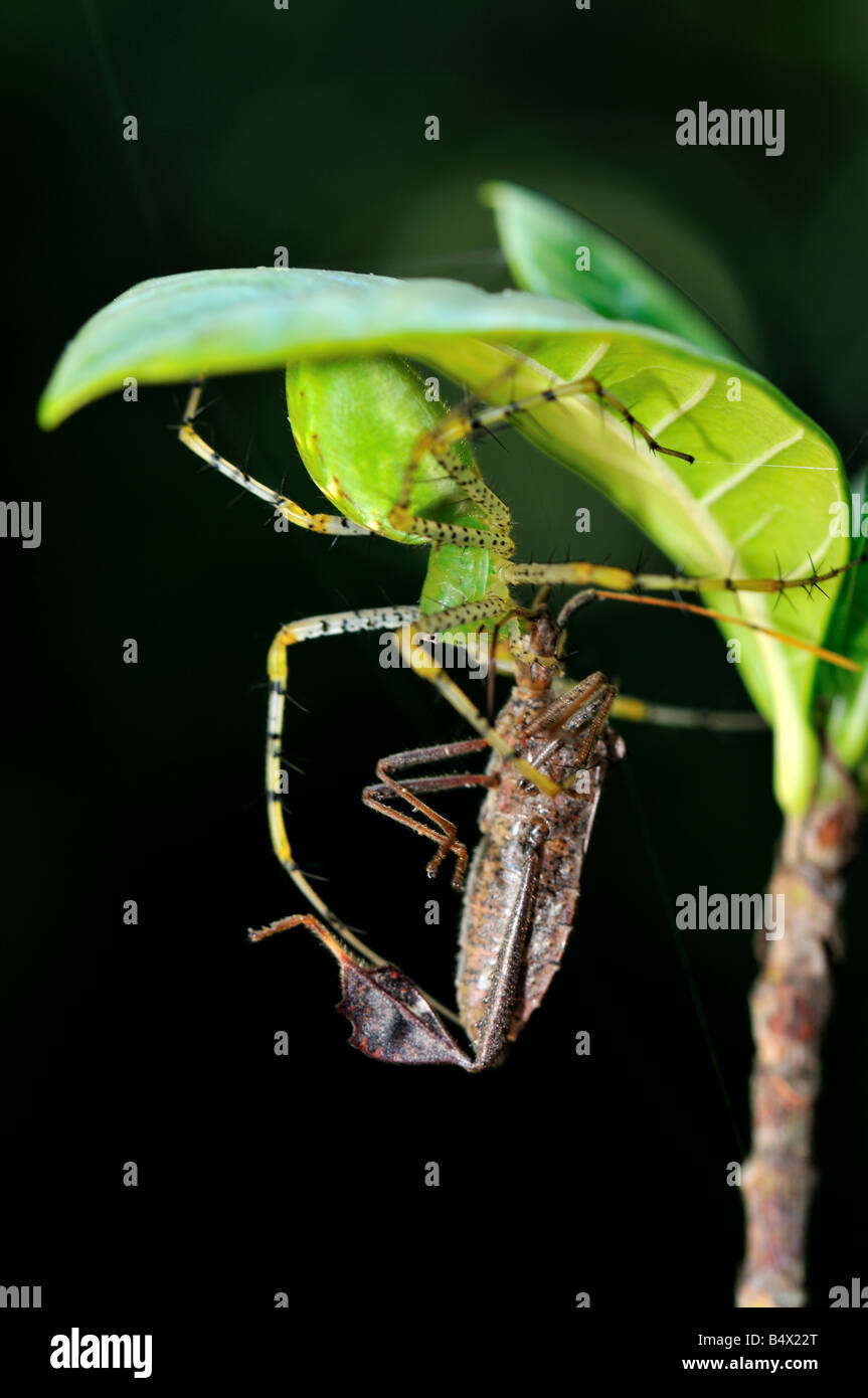 Eine grüne lynx Spider (Peucetia viridans) Beute für einen Fehler. Stockfoto