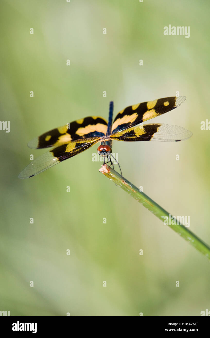 Rhyothemis Variegata. Gemeinsames Bild Flügel Libelle in der indischen Landschaft. Andhra Pradesh, Indien Stockfoto