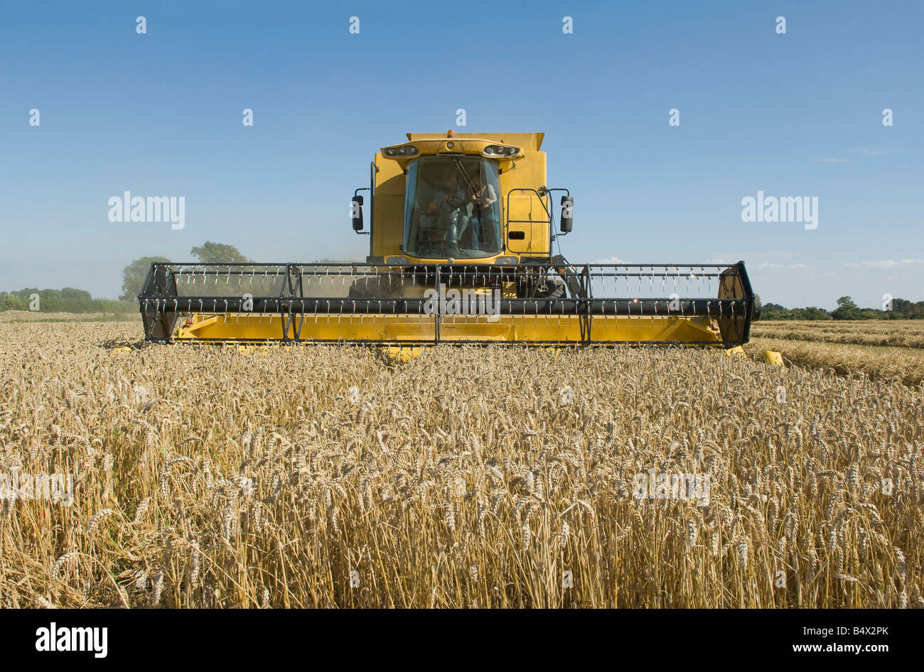 Mähdrescher im Weizenfeld Stockfoto