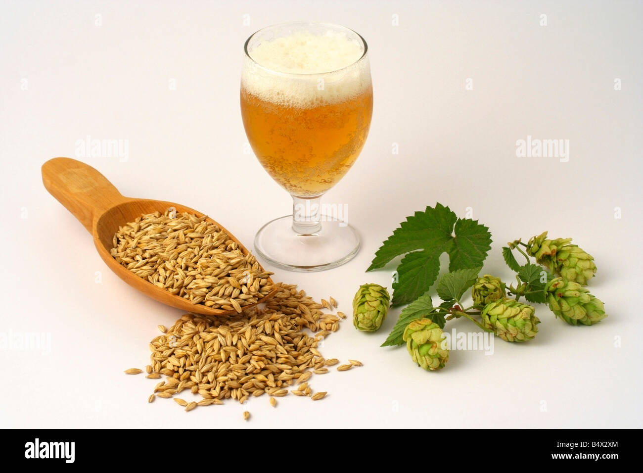 Bier, Gerste und Hopfen der Brauer Stockfoto